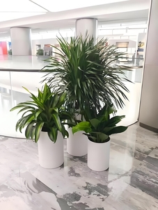 超棒的余姚盆景租赁服务,快来感受绿植魅力!